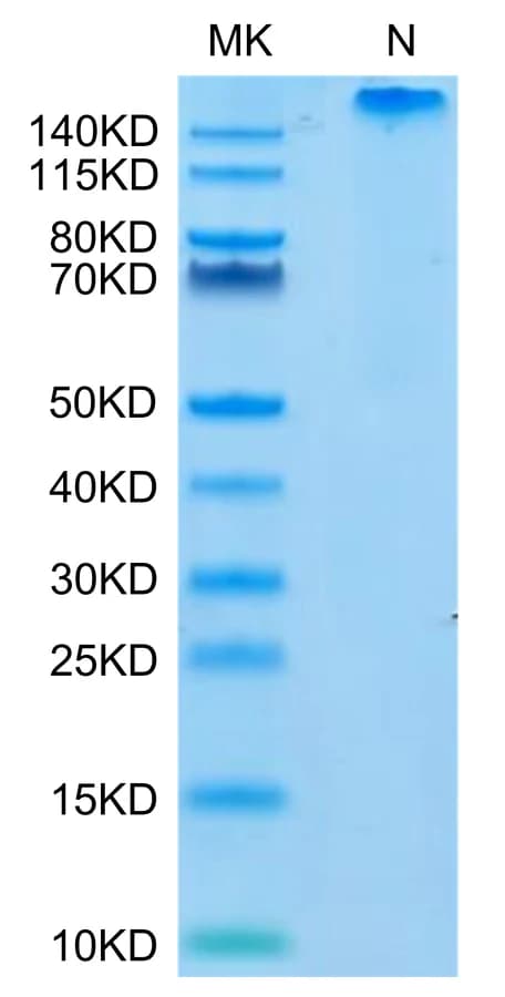 Bis-Tris PAGE Data