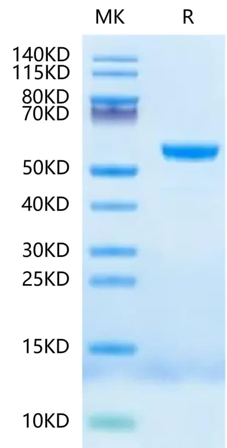 Bis-Tris PAGE Data