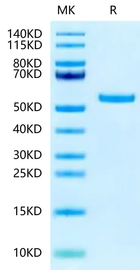 Bis-Tris PAGE Data