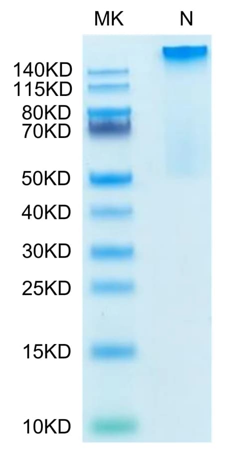 Bis-Tris PAGE Data
