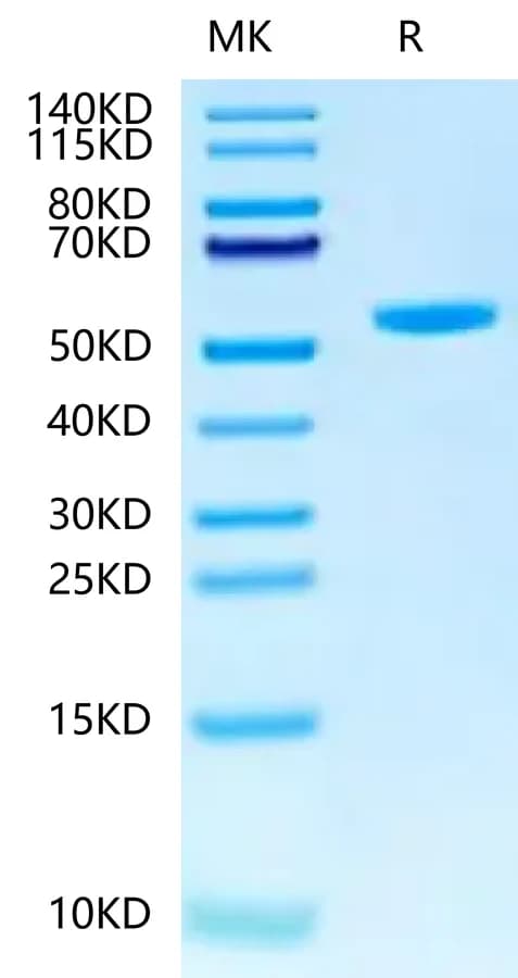 Bis-Tris PAGE Data