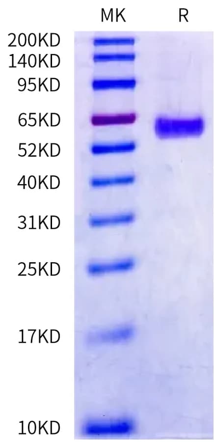 Bis-Tris PAGE Data
