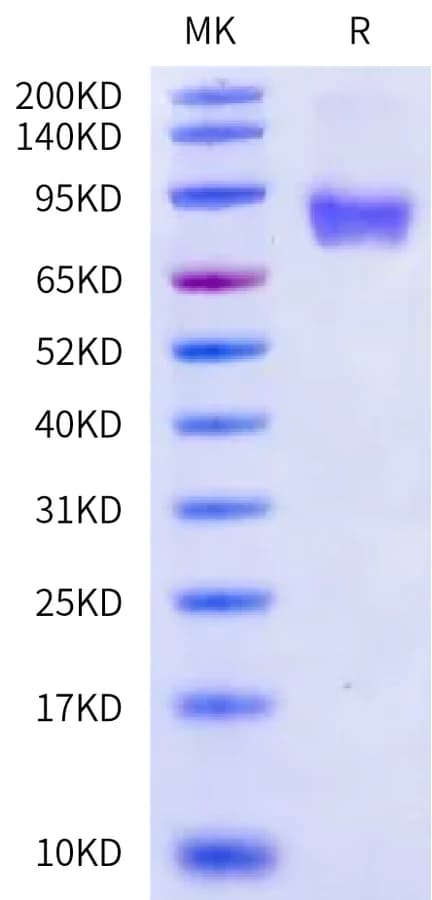 Bis-Tris PAGE Data