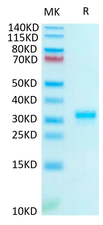 Bis-Tris PAGE Data