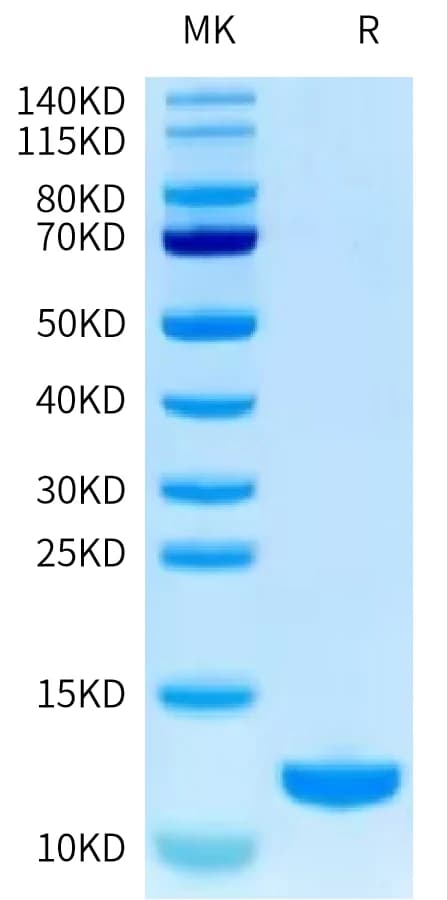 Bis-Tris PAGE Data