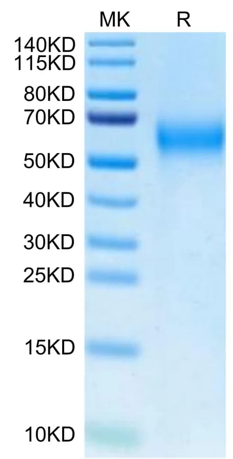 Bis-Tris PAGE Data