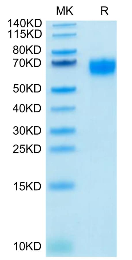 Bis-Tris PAGE Data