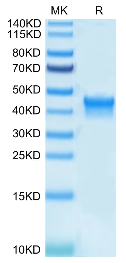 Bis-Tris PAGE Data