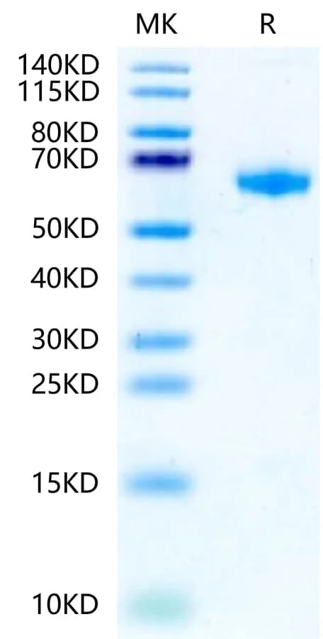 Bis-Tris PAGE Data