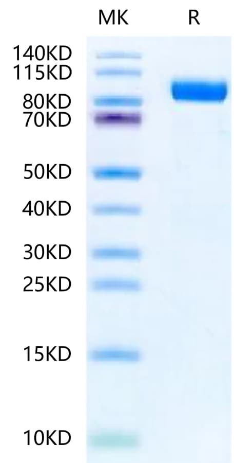 Bis-Tris PAGE Data