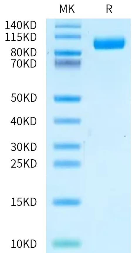 Bis-Tris PAGE Data