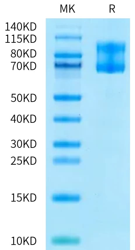 Bis-Tris PAGE Data