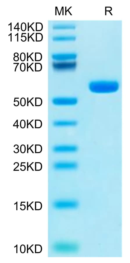 Bis-Tris PAGE Data