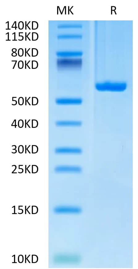 Bis-Tris PAGE Data