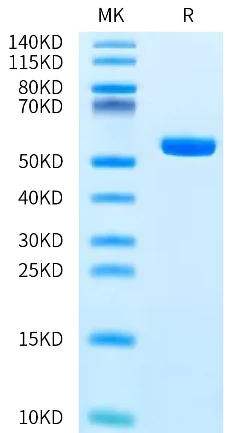 Bis-Tris PAGE Data