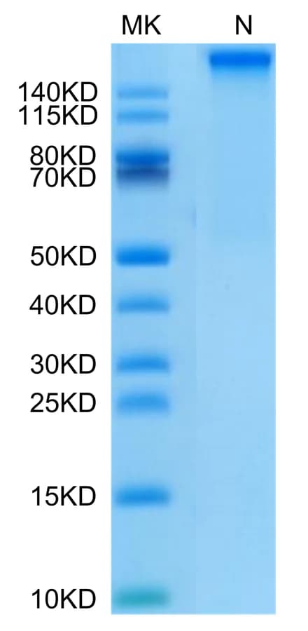 Bis-Tris PAGE Data