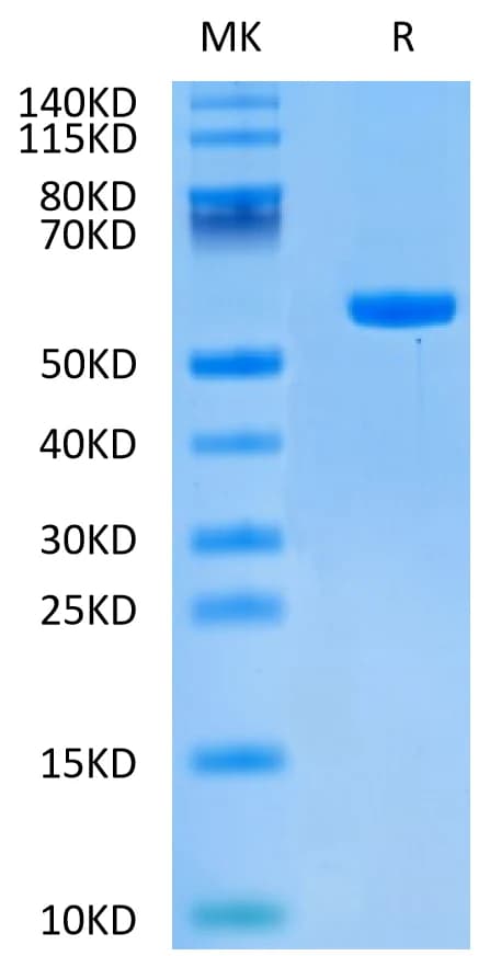 Bis-Tris PAGE Data