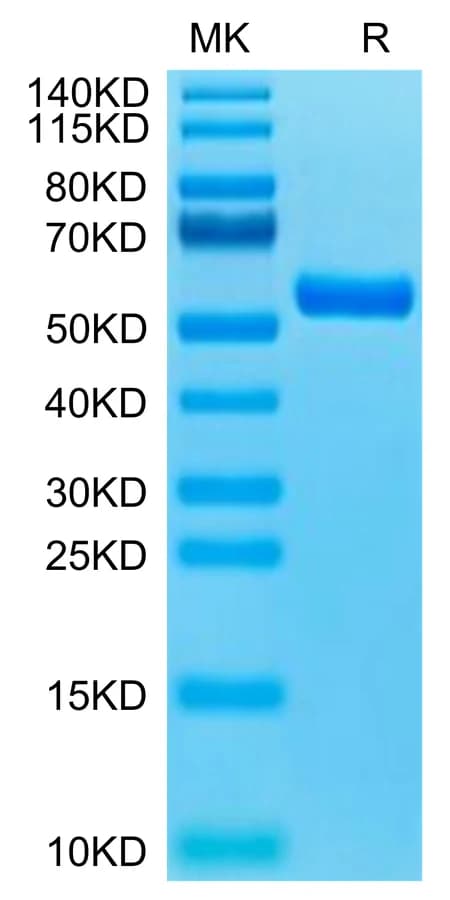 Bis-Tris PAGE Data