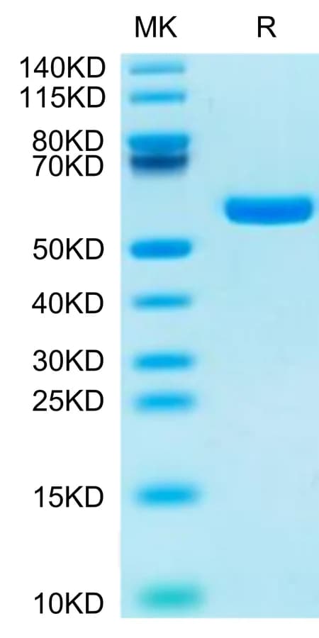 Bis-Tris PAGE Data