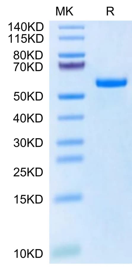 Bis-Tris PAGE Data