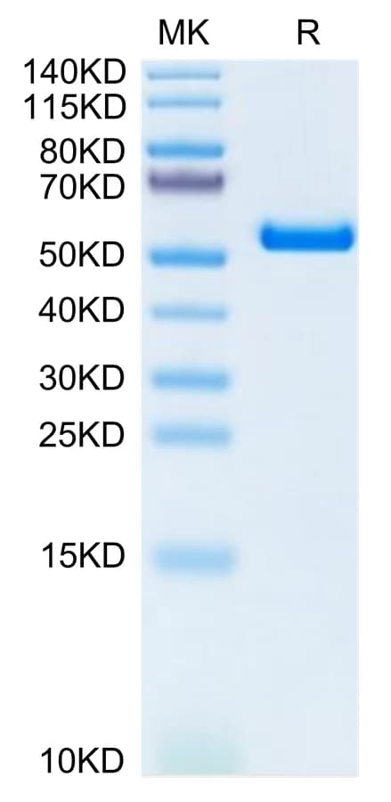 Bis-Tris PAGE Data