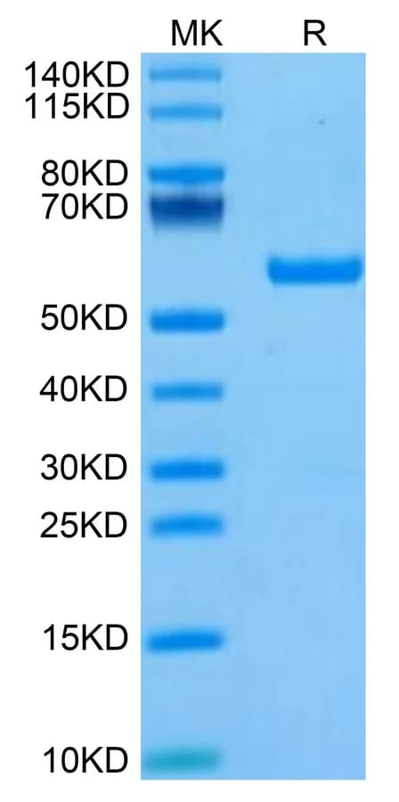 Bis-Tris PAGE Data