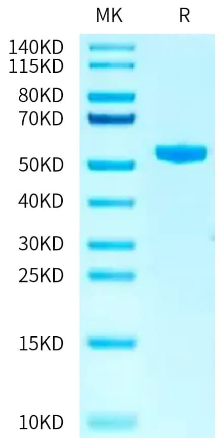 Bis-Tris PAGE Data