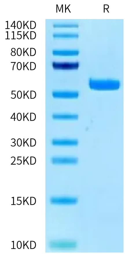 Bis-Tris PAGE Data