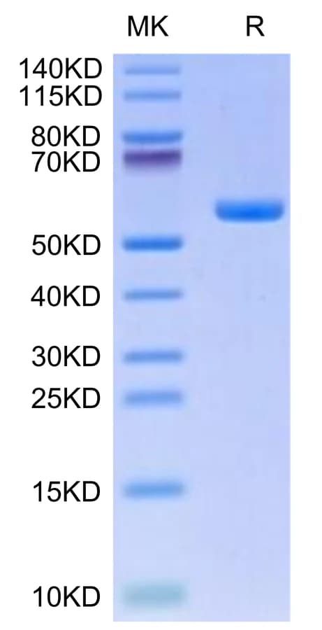 Bis-Tris PAGE Data