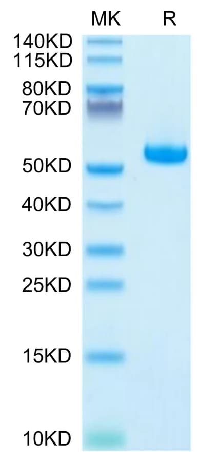 Bis-Tris PAGE Data