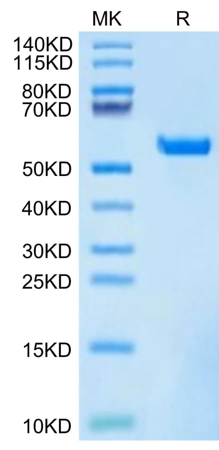 Bis-Tris PAGE Data