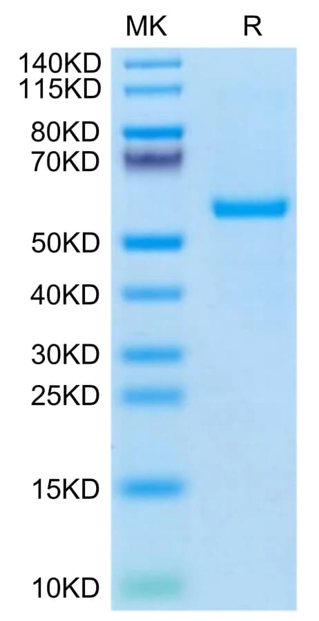 Bis-Tris PAGE Data