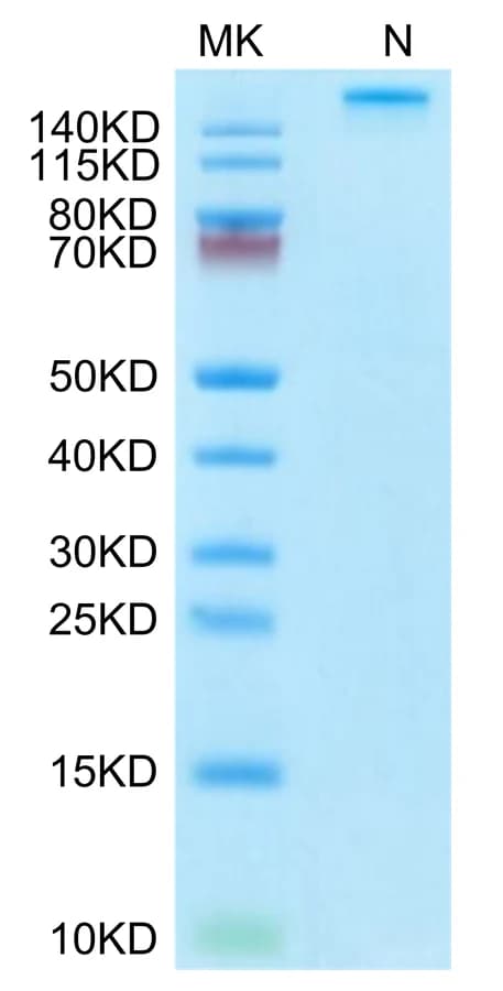 Bis-Tris PAGE Data