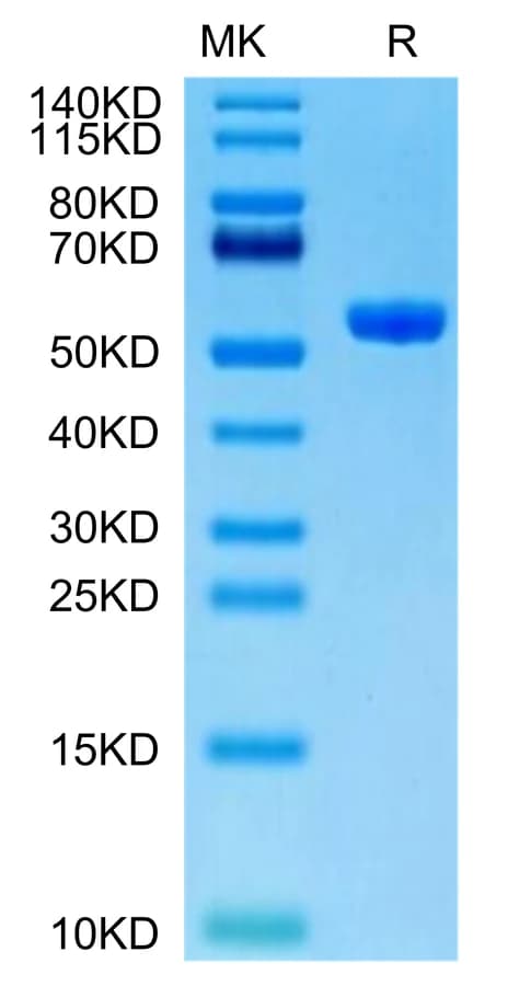 Bis-Tris PAGE Data