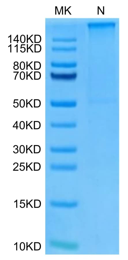 Bis-Tris PAGE Data