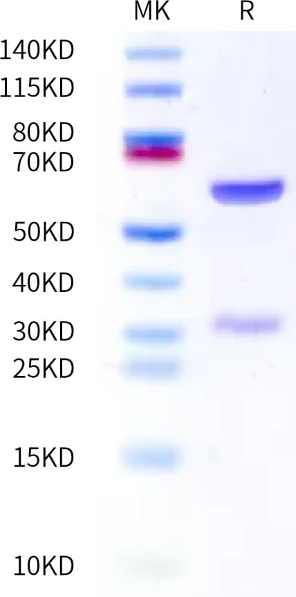 Bis-Tris PAGE Data