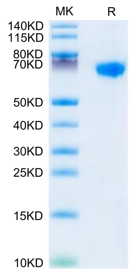 Bis-Tris PAGE Data
