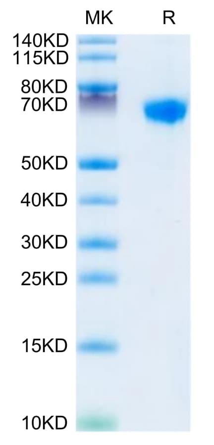 Bis-Tris PAGE Data