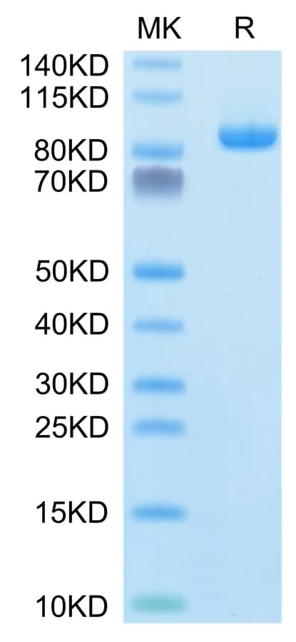 Bis-Tris PAGE Data