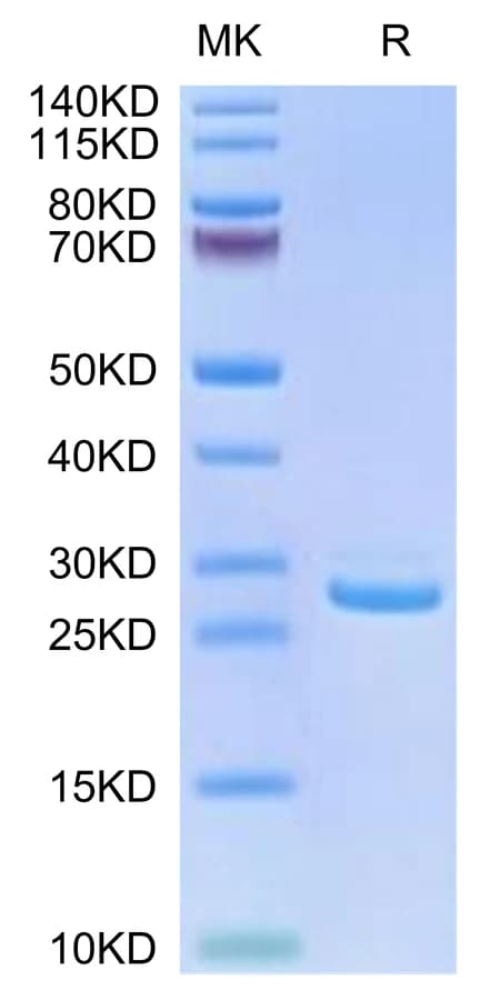 Bis-Tris PAGE Data
