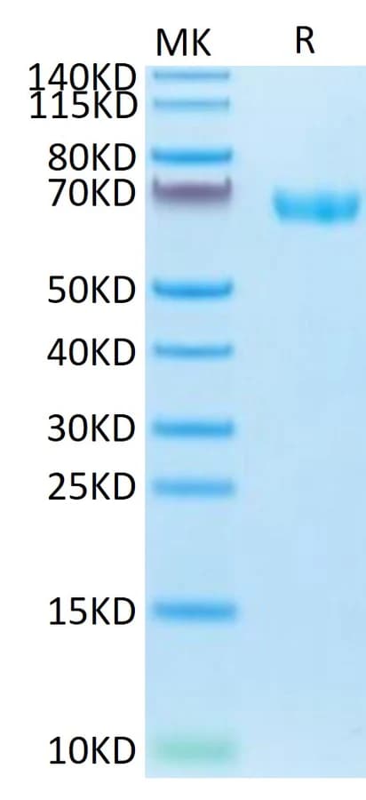Bis-Tris PAGE Data
