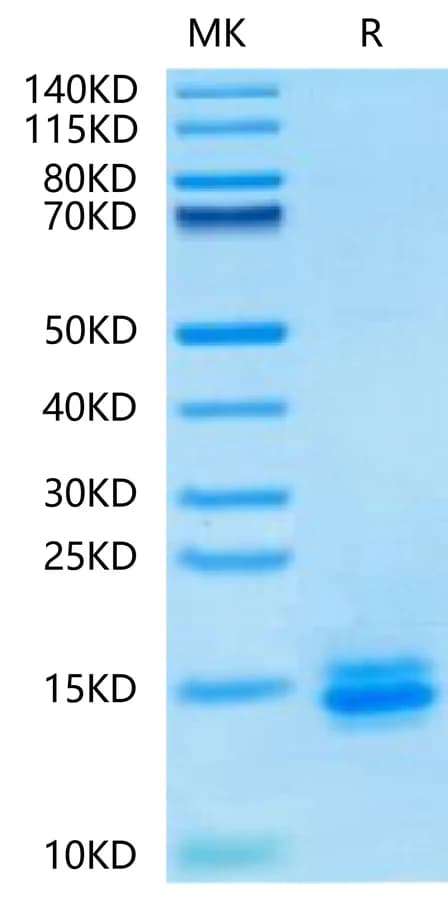 Bis-Tris PAGE Data