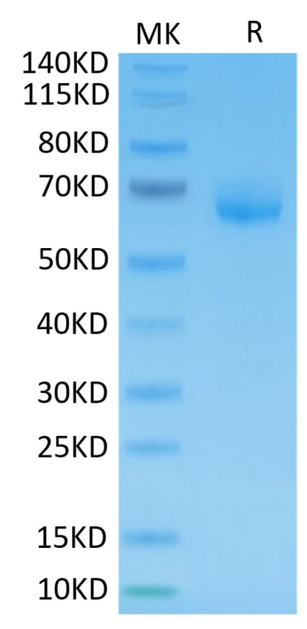 Bis-Tris PAGE Data