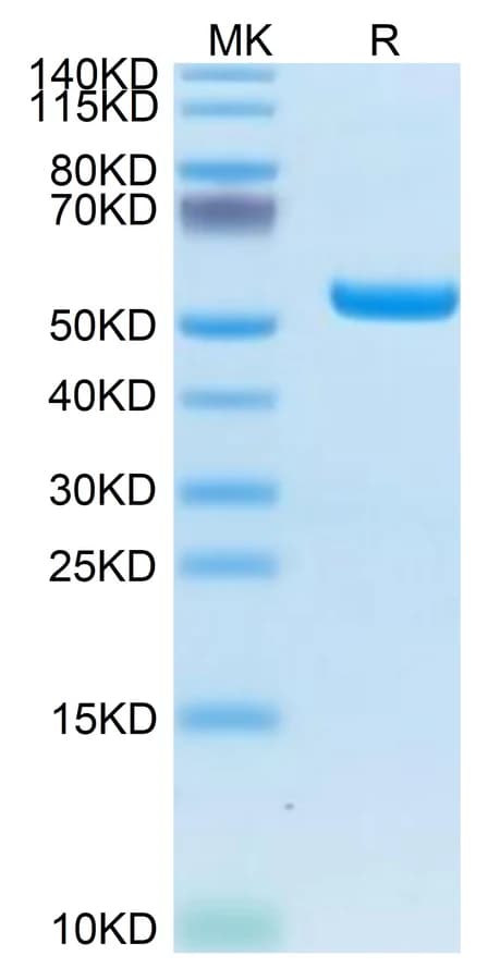 Bis-Tris PAGE Data