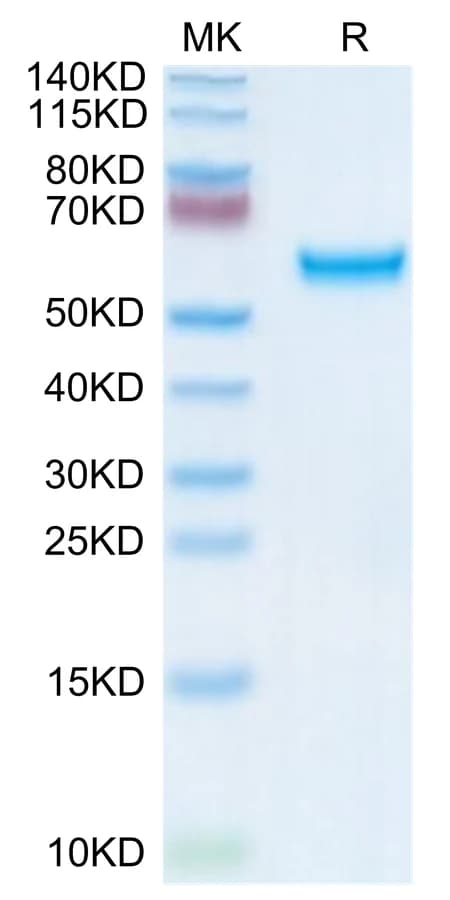 Bis-Tris PAGE Data
