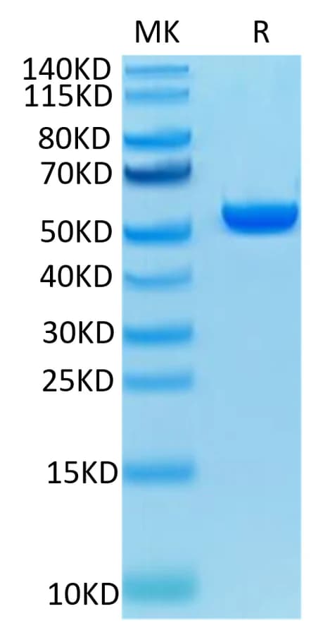 Bis-Tris PAGE Data
