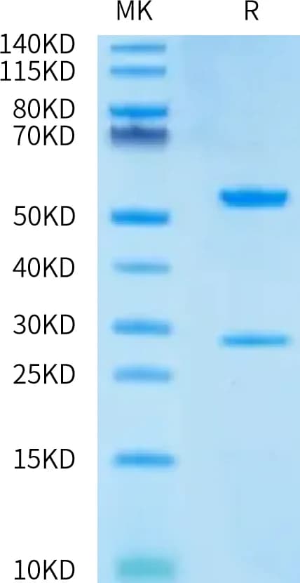 Bis-Tris PAGE Data