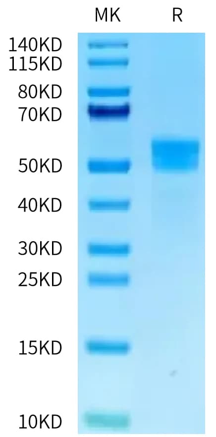 Bis-Tris PAGE Data