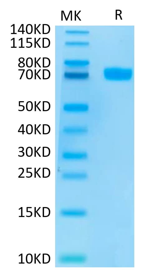 Bis-Tris PAGE Data
