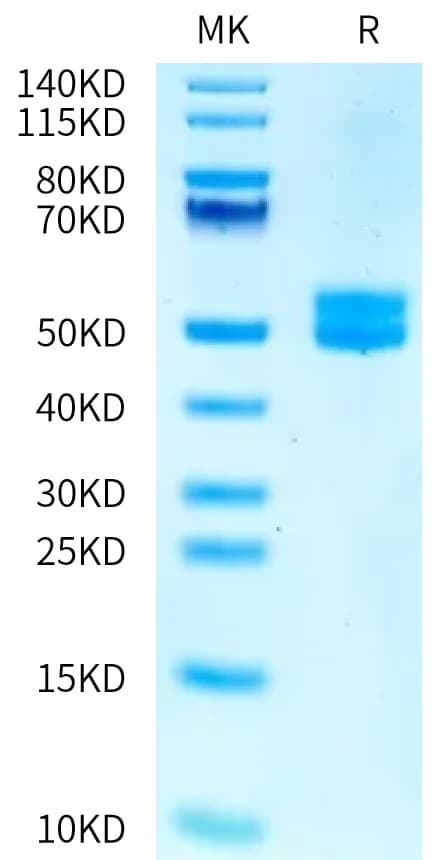 Bis-Tris PAGE Data